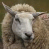 SheepRider